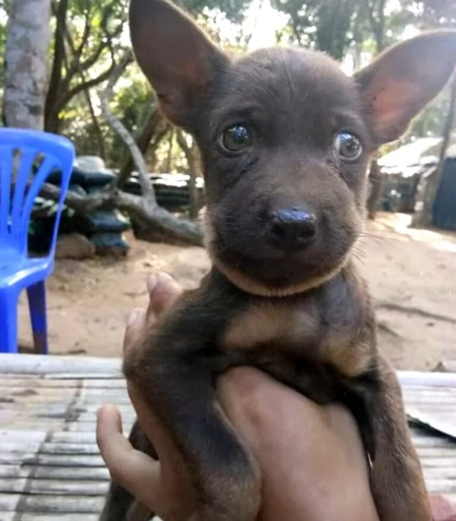 The puppy was named Tyler. They play wit...