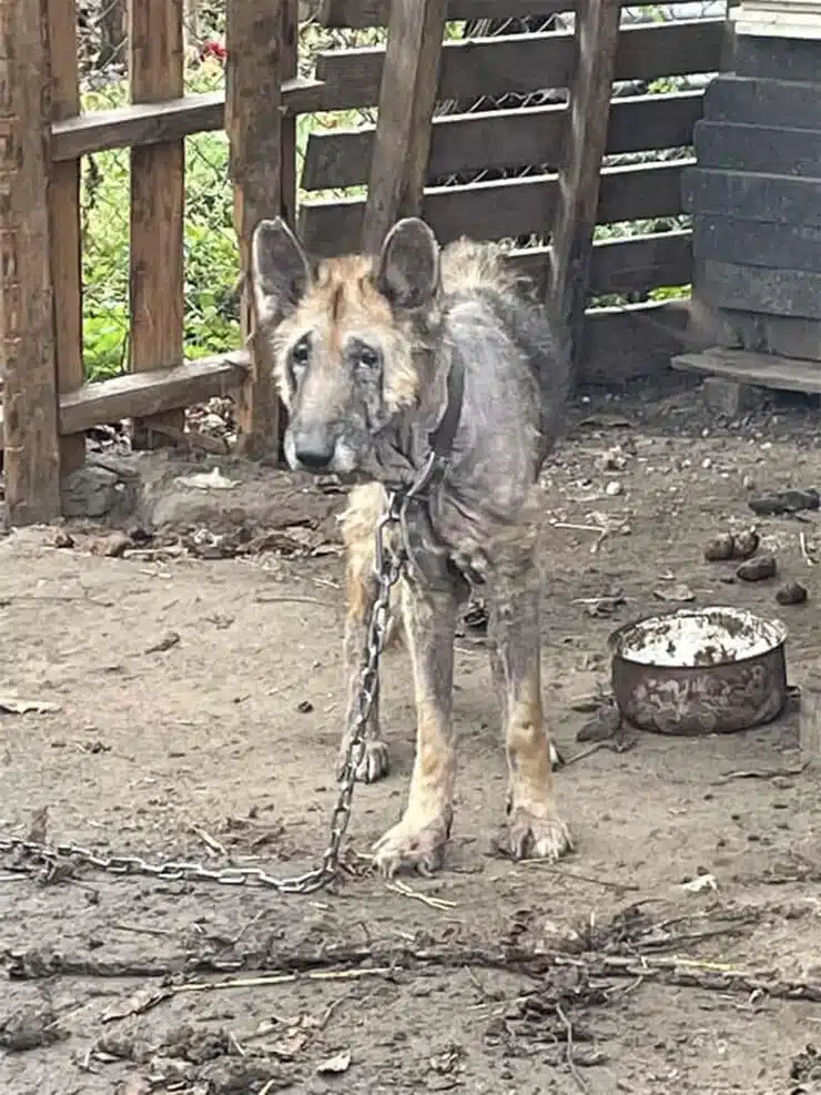 When rescuers finally arrived, they foun...