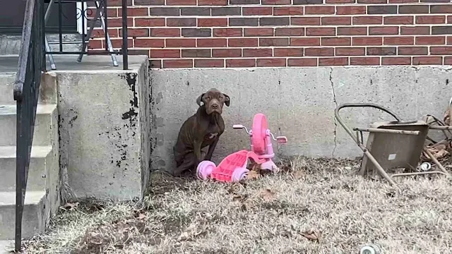 He immediately began wagging his little ...