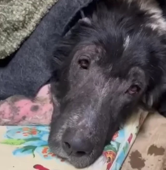 She would occasionally bury her head ins...