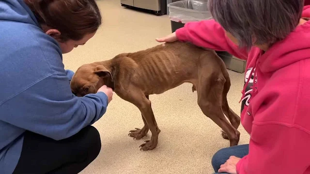 We are excited tо see her gain weight an...