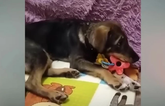Determined to find him a family that wou...