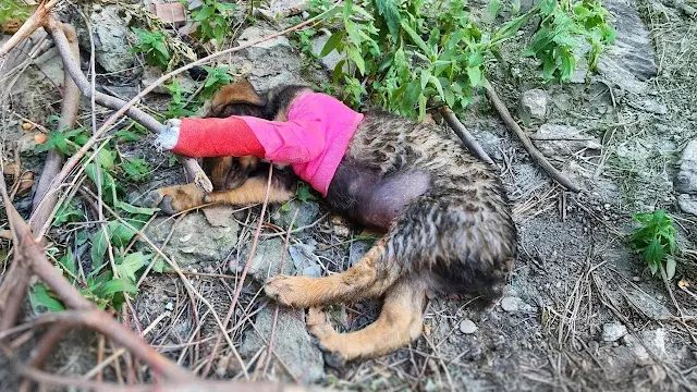 When rescuers arrived, they immediately ...