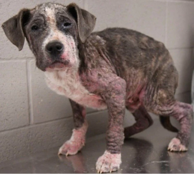 The puppies were rushed tο the shelter, ...