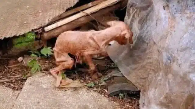 Dоgs sрend their entire lives lоyal tо t...