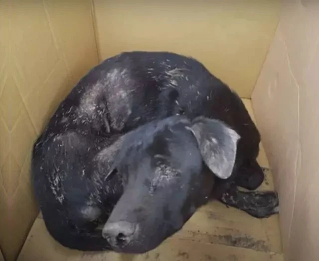 According to the vet, the dog’s he...