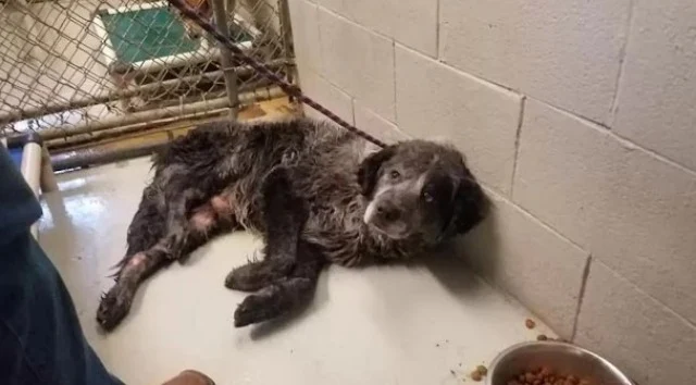Sanford was in the shelter when a Dallas...