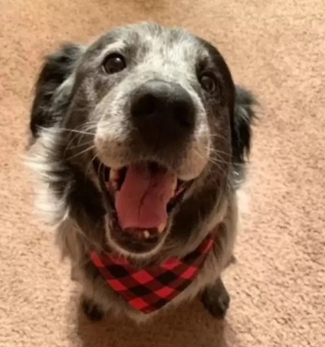 Even though Sanford is ten years old, he...