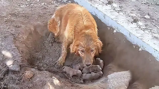 Her babies, blind and helрless, rolled i...
