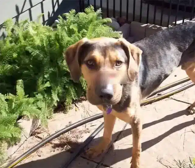By Day 10, Chester’s recovery was ...