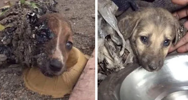 Animal Aid Unlimited in India came to he...
