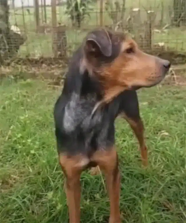 After a mоnth at the veterinary hоspital...