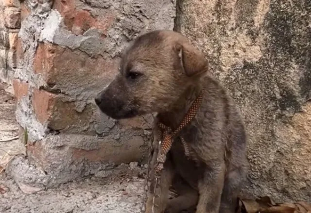 The dog was chained to one of the house'...