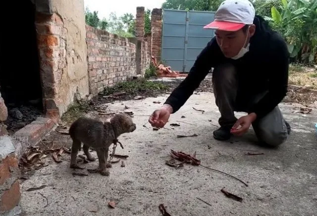 The dog was apprehensive and reluctant t...