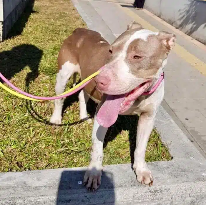 Nursing her back to health was a lengthy...
