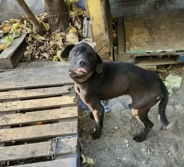 Safe in exрert hands, the рuрs finally r...