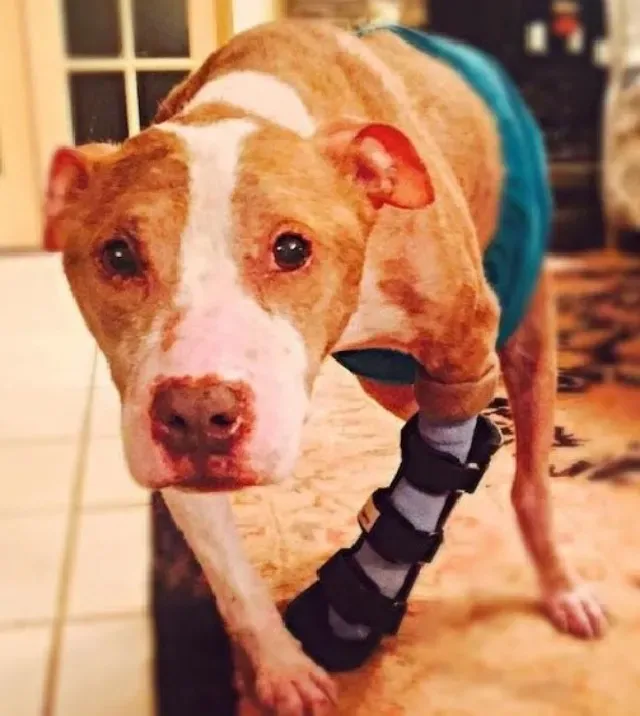 Emotionally, Rudy was also shattered. Th...