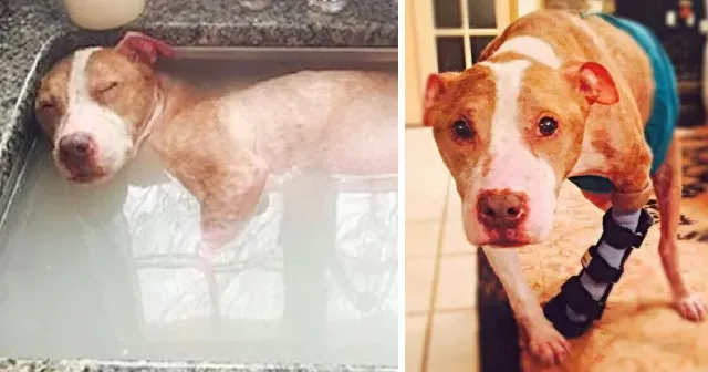 His front limb was severely broken, maki...