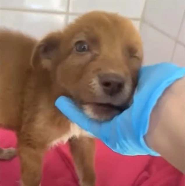 Looking into her bright, joyful eyes tod...