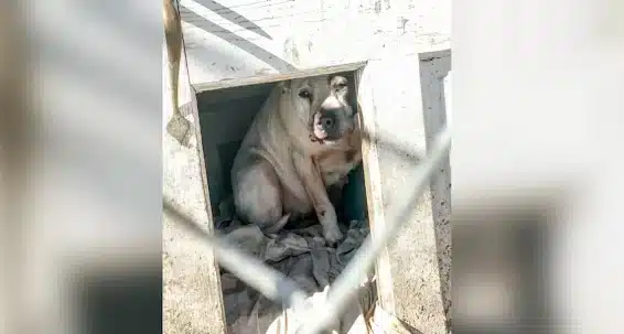 For eight years, a dog lived in a ramsha...