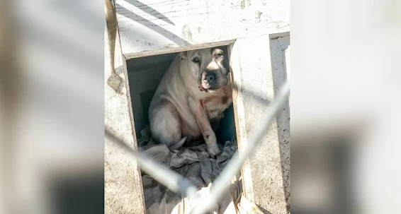 For eight years, a dog lived in a ramsha...