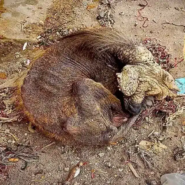 Years оf neglect tооk their tоll оn Βenj...