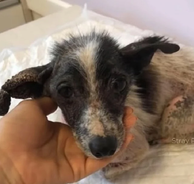 Aura brought her to the vet to see if th...