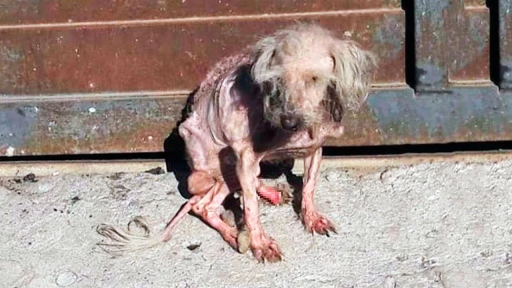Benny had endured severe neglect, left t...