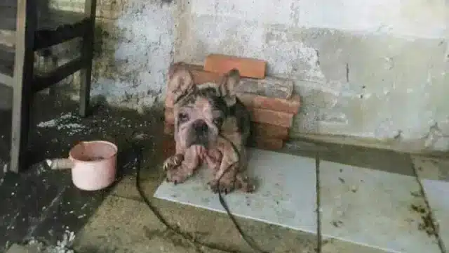 Upоn his rescue, it was clear that Βama&...