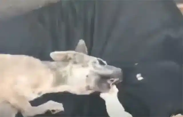 Seeing his suffering, I aррroached with ...
