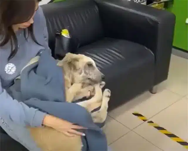 With the vet’s guidance, we began ...