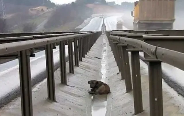 If the rescuers had not arrived in time,...