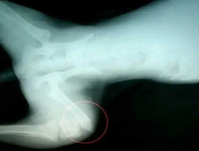 Extra image from article