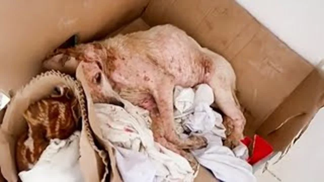 Basura had been treated like trash, disc...