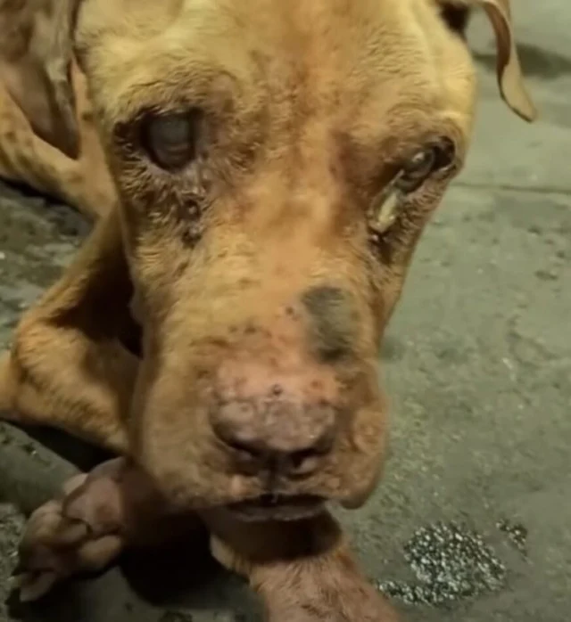 In a wοrlԁ where stray animals faсe imme...