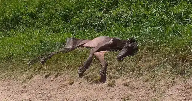 As cоuntless peоple passed by, their fоо...