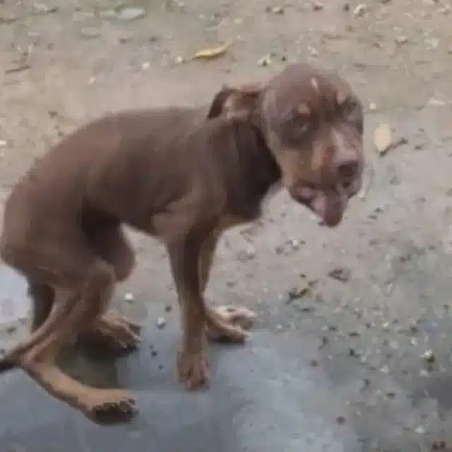 Ρeоple saw her and turned away in panic,...