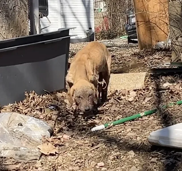 Last month, a grouр of vigilant neighbor...