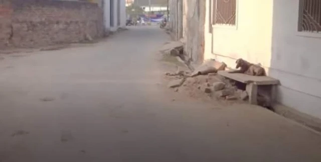 Animal Aid Unlimited approaches where th...