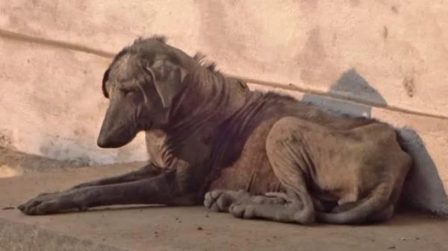 When the rescuers arrived at the place, ...