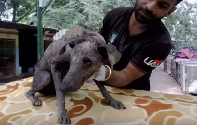 At the Animal Aid sanctuary, the vet per...