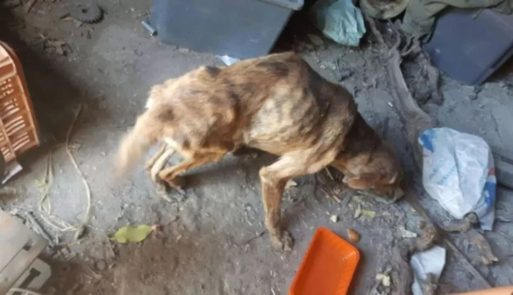 Ijzendoorn discovered the dog had been l...