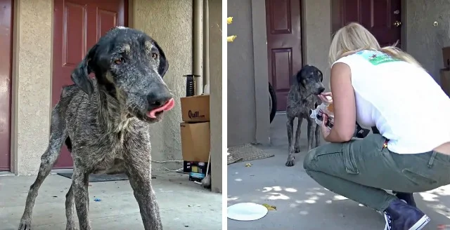 The poor pup had misplaced a variety of ...