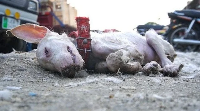 They learned about the puppy, who was pr...