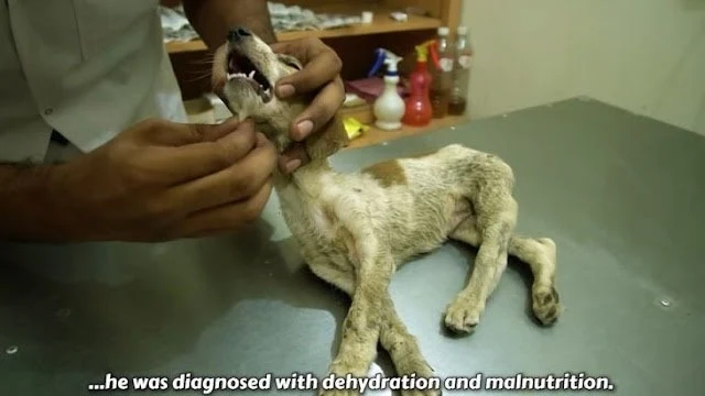 You can see the puppy's deplorable state...