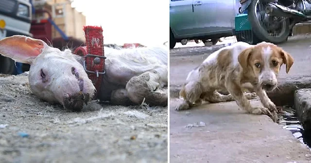 The rescue was informed about a dog by s...