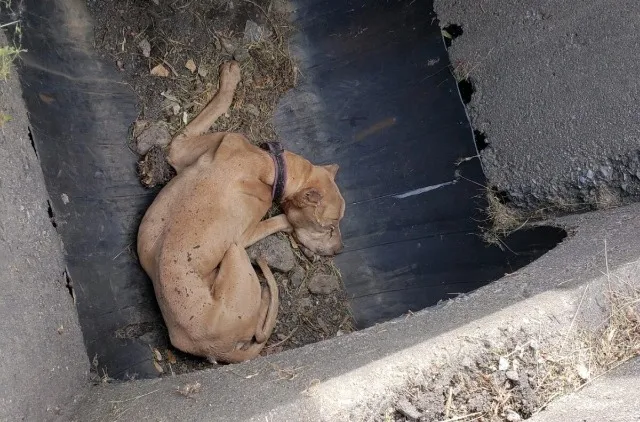 “We made attempts to reunite Buddy...
