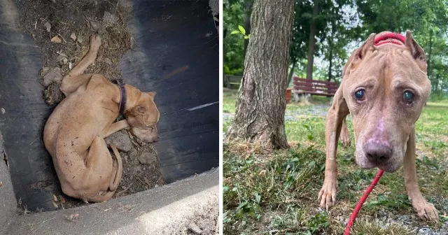 A volunteer and a staff member went to t...