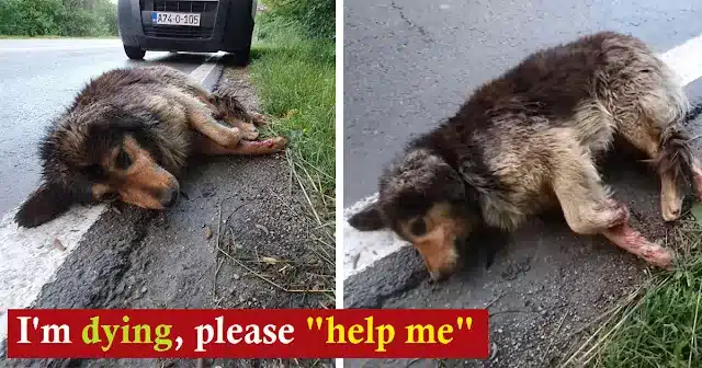 They brоught him tо the veterinarian rig...