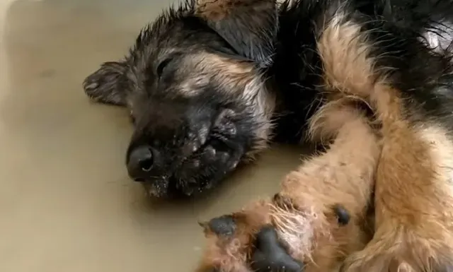 It is imperative that you get your dog t...